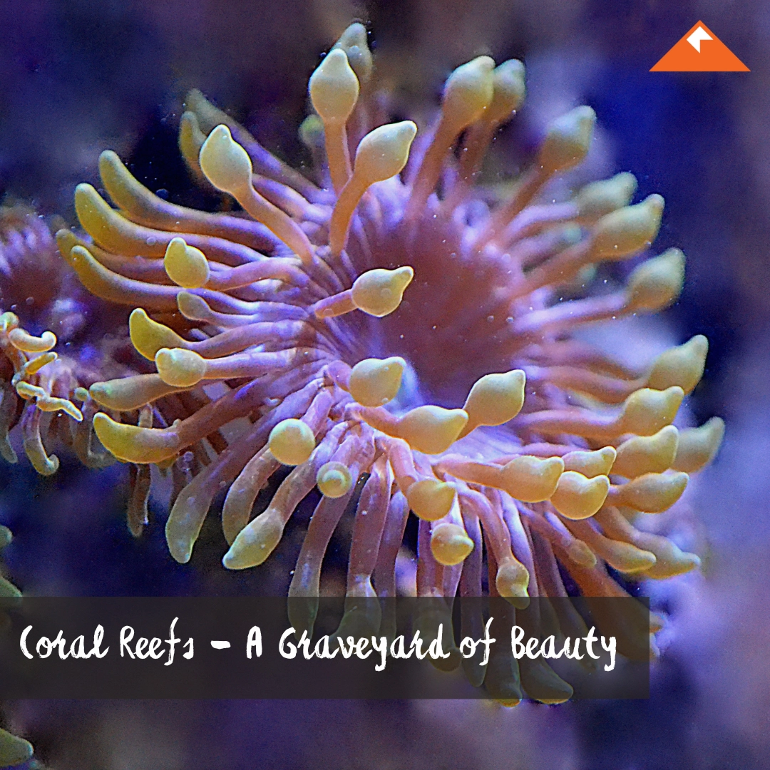 Coral Reefs - A Graveyard Of Beauty