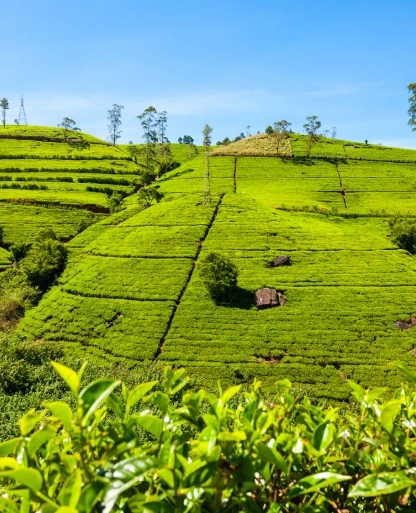 Nuwara Eliya