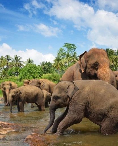 Pinnawala Elephant Orphanage